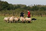 BORDER COLLIE - MOUTONS 003